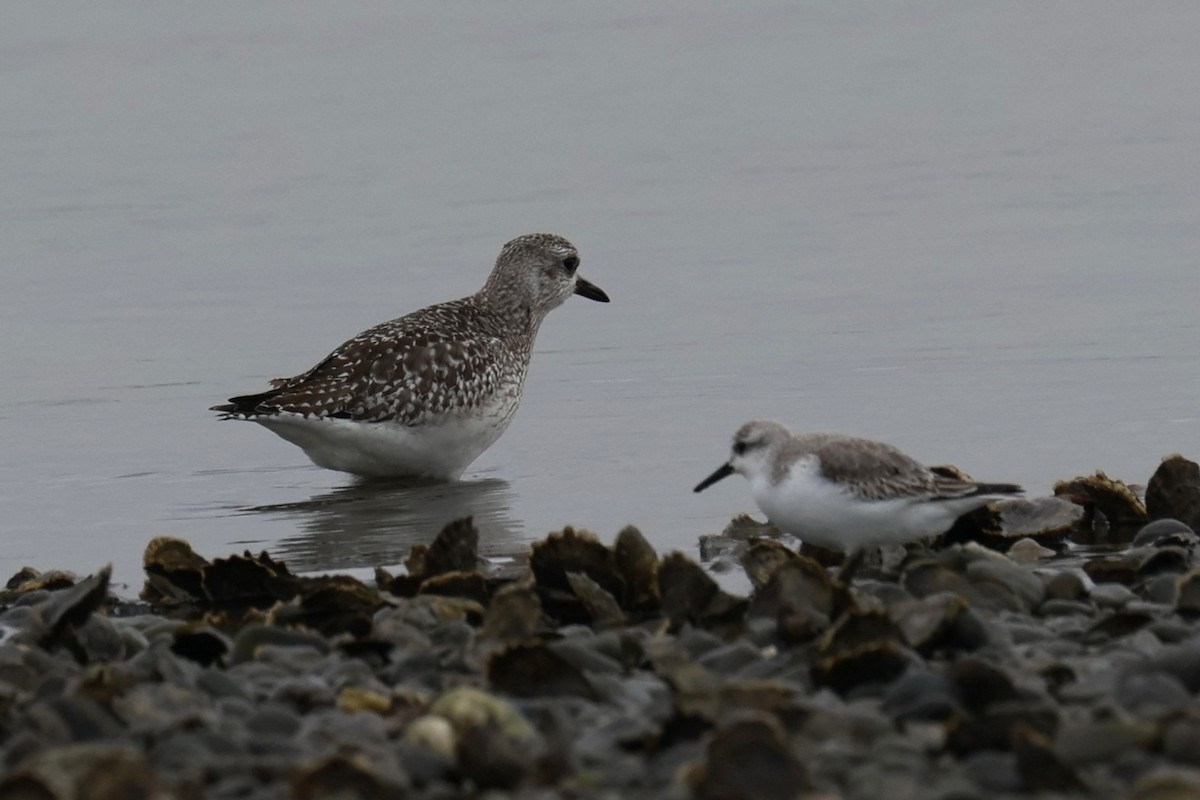 Chorlito Gris - ML646882792