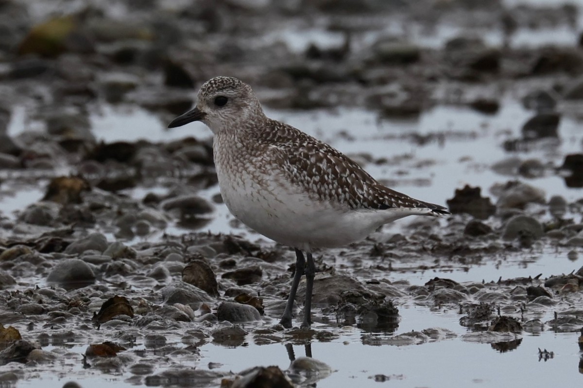 Chorlito Gris - ML646882793