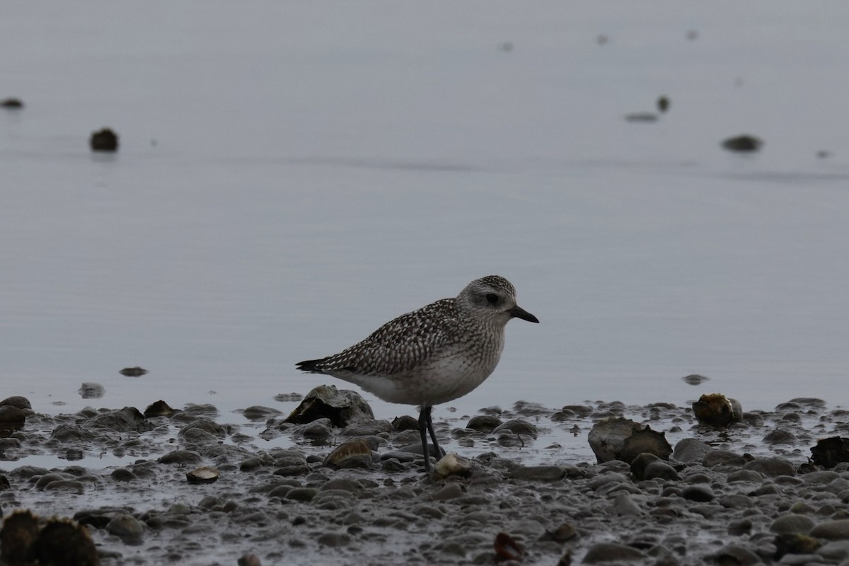 Chorlito Gris - ML646882794