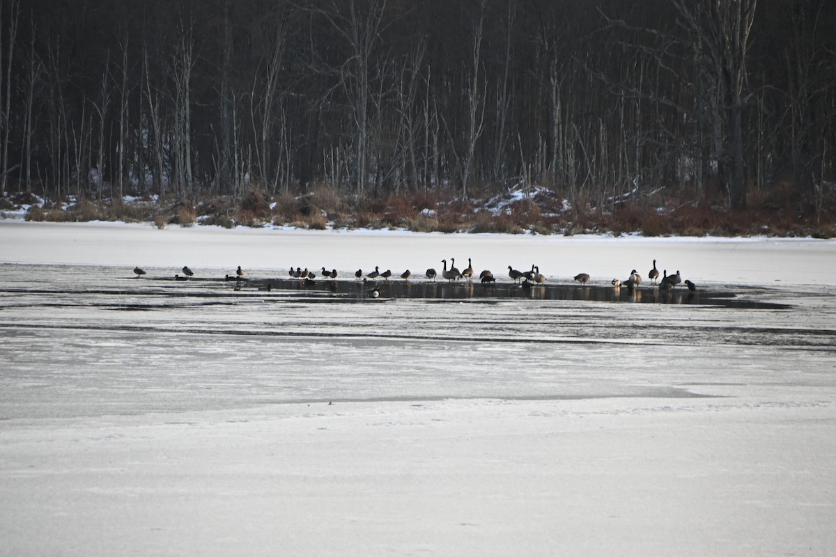 Barnacla Canadiense Grande - ML646882795