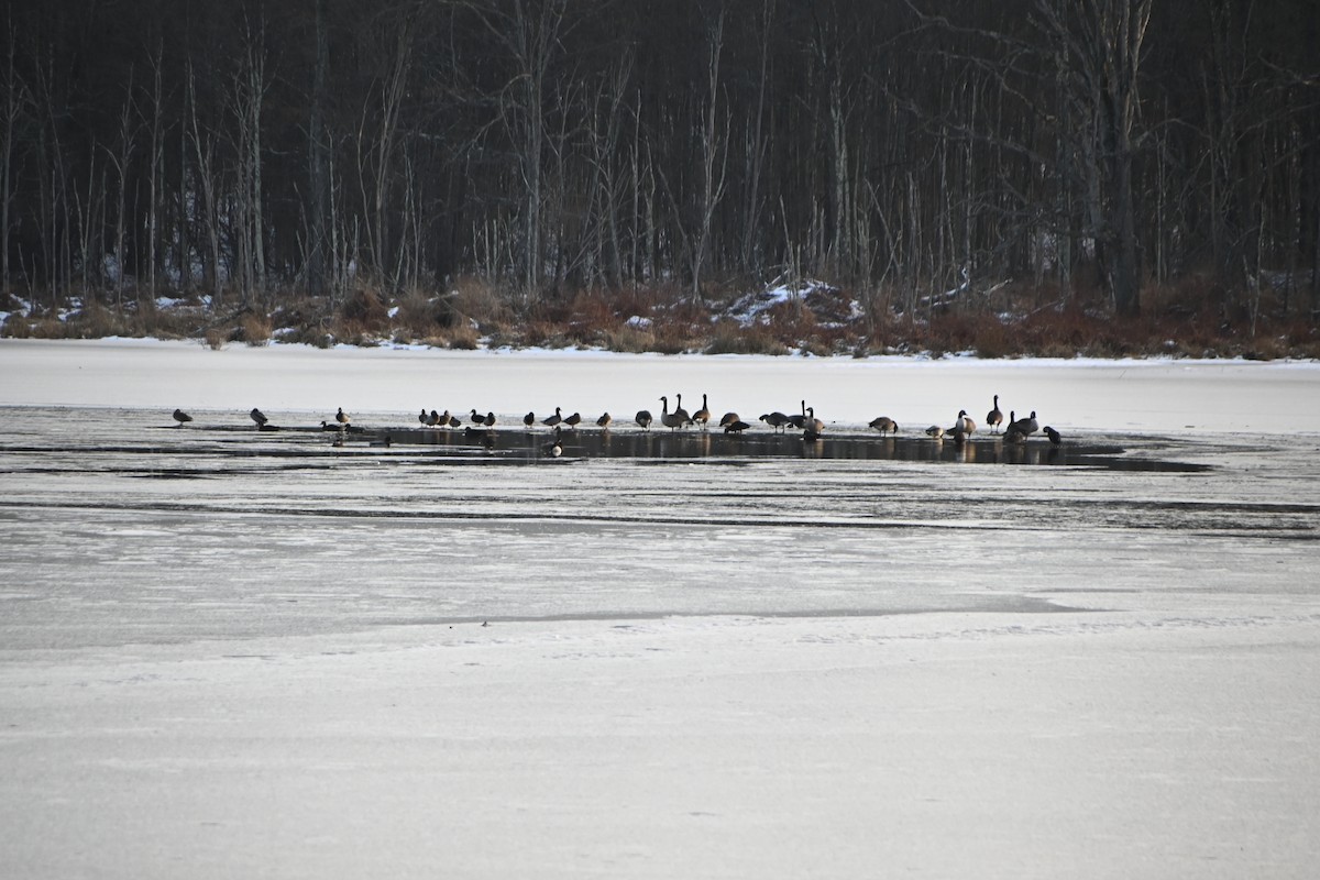 Barnacla Canadiense Grande - ML646882796