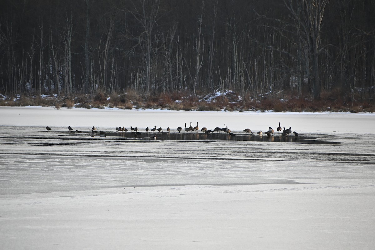 Barnacla Canadiense Grande - ML646882797