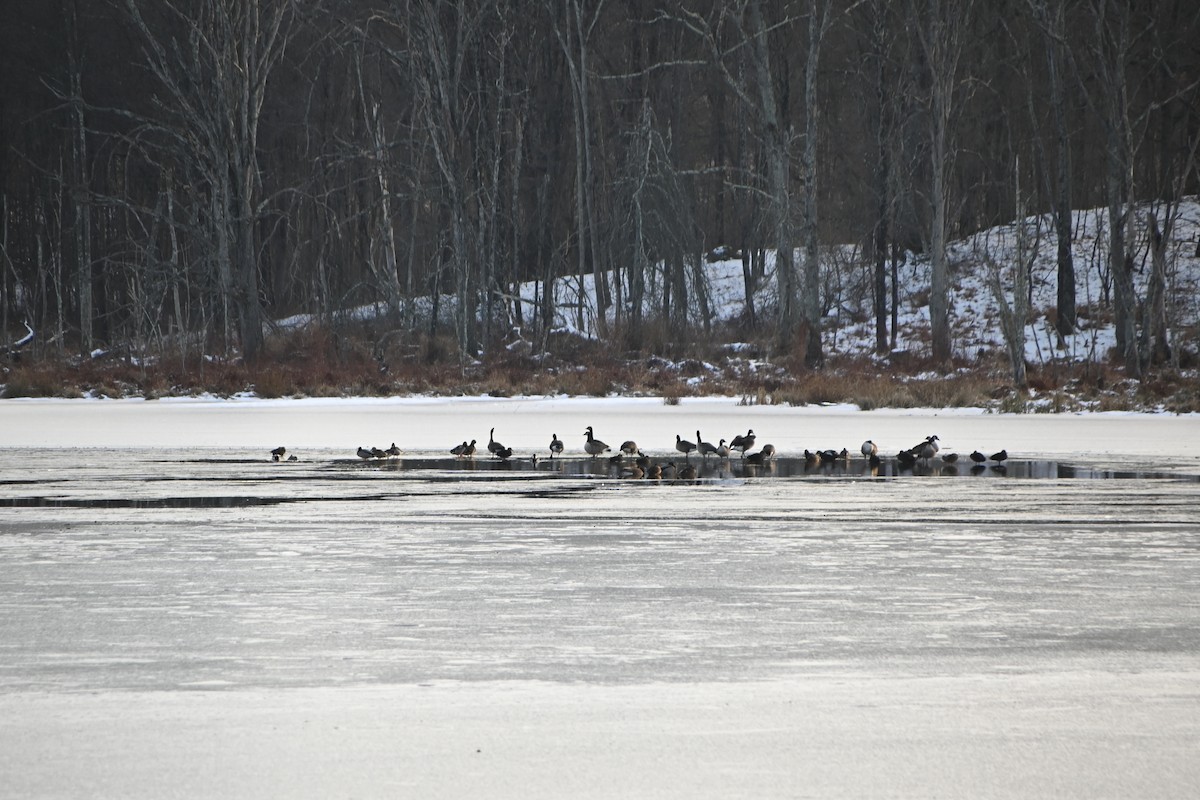 Barnacla Canadiense Grande - ML646882798