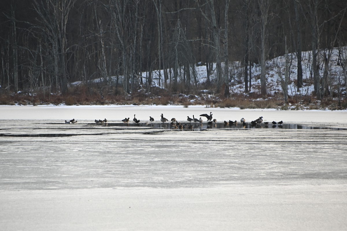 Barnacla Canadiense Grande - ML646882799