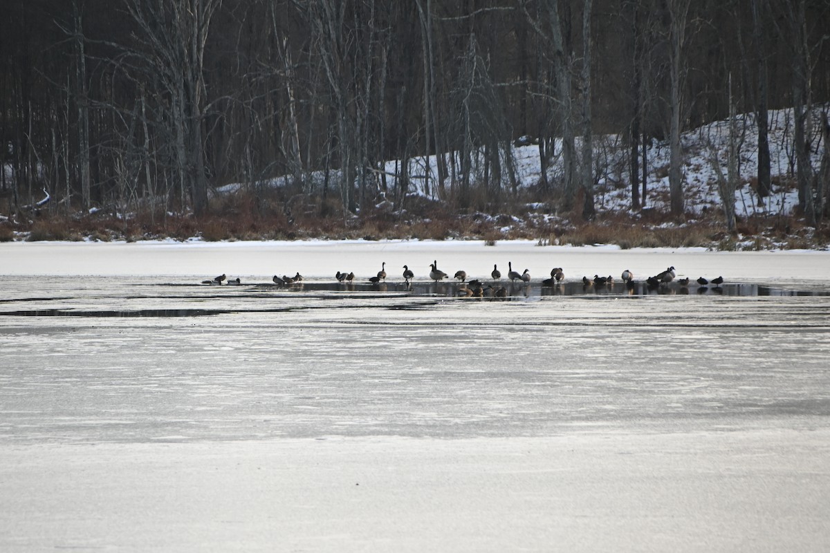 Barnacla Canadiense Grande - ML646882800
