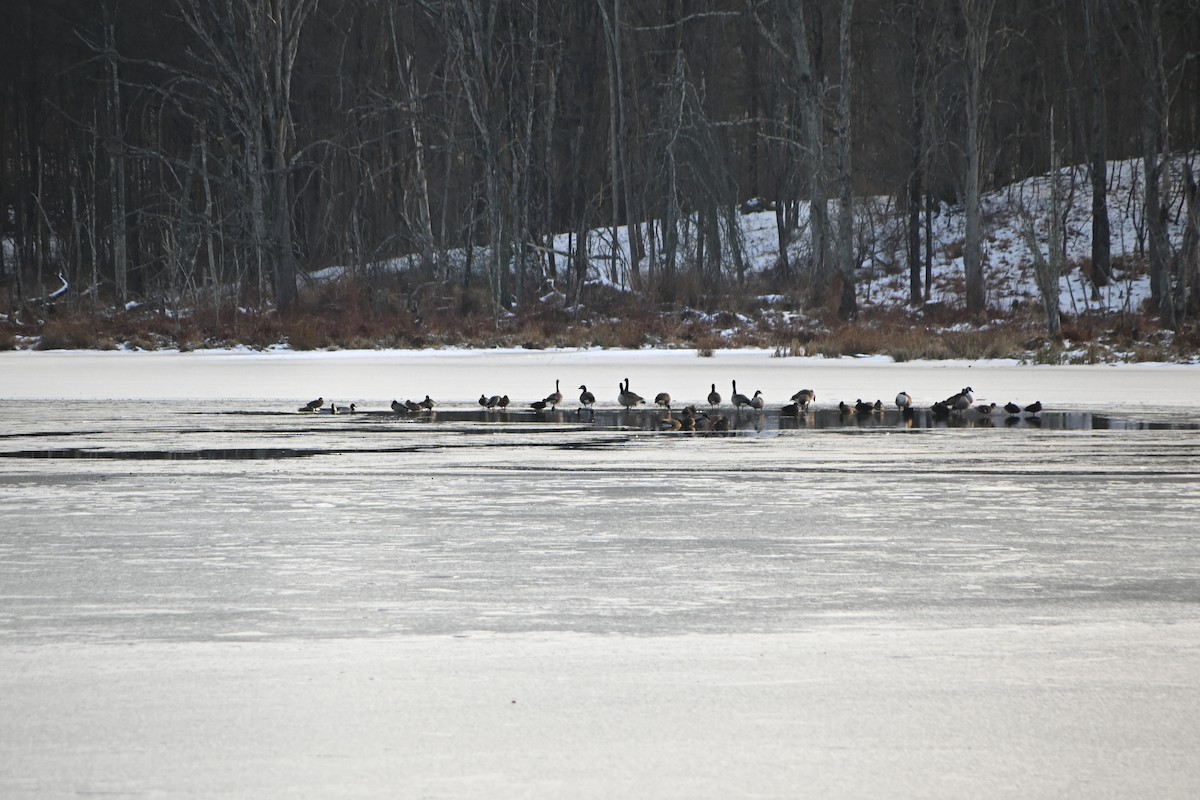 Barnacla Canadiense Grande - ML646882801