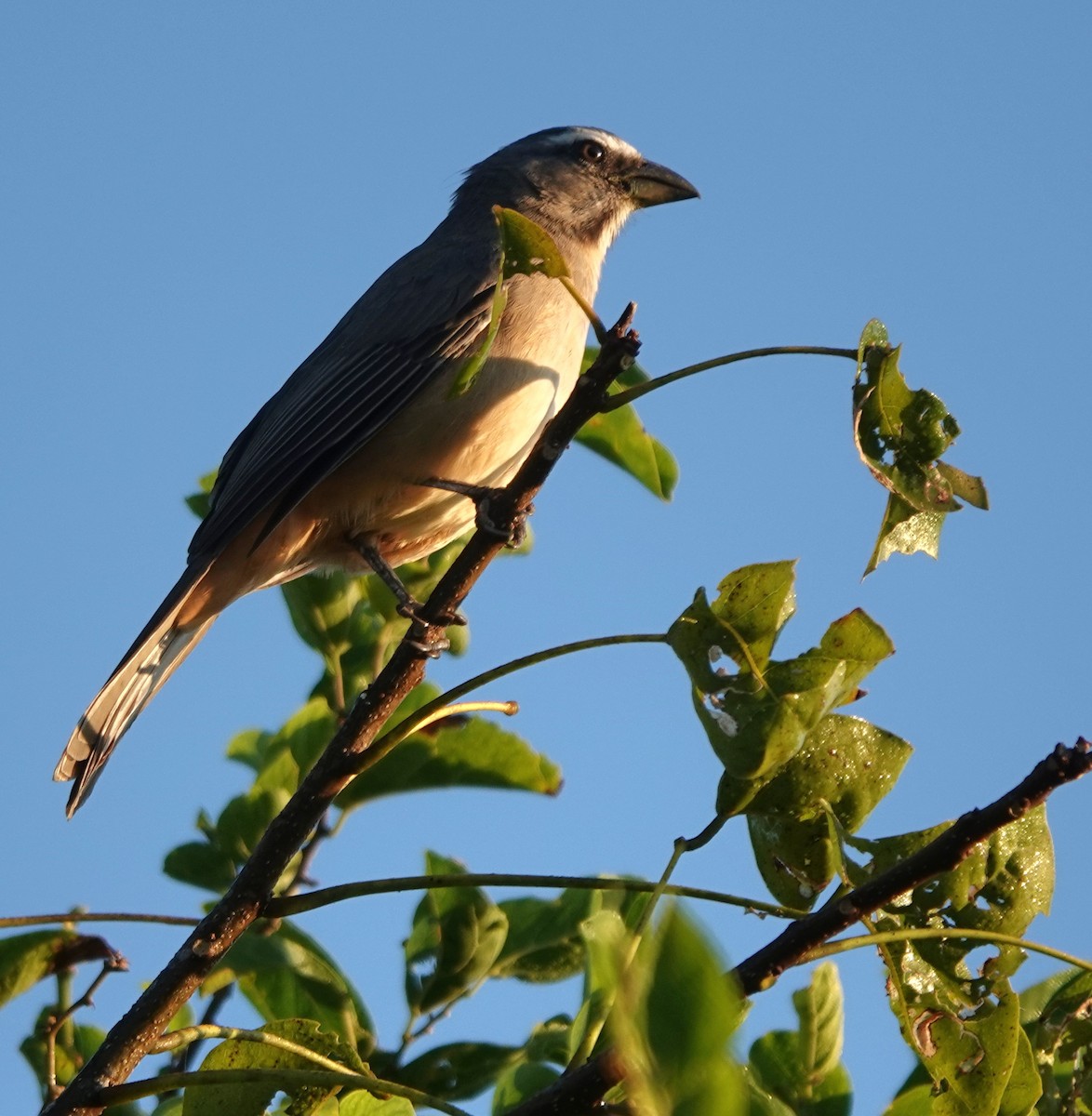 Cinnamon-bellied Saltator - ML646882805