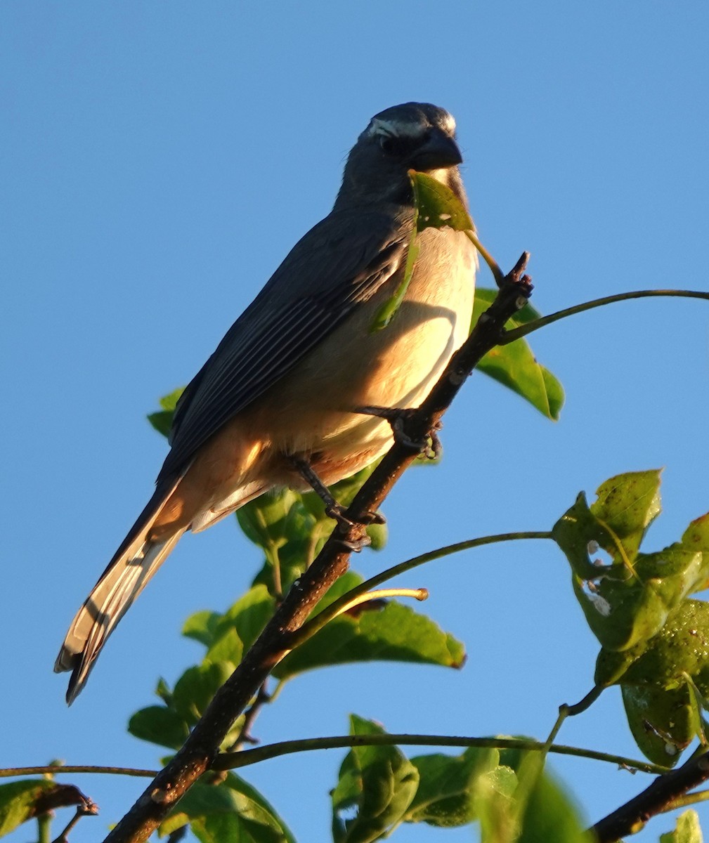 Cinnamon-bellied Saltator - ML646882806