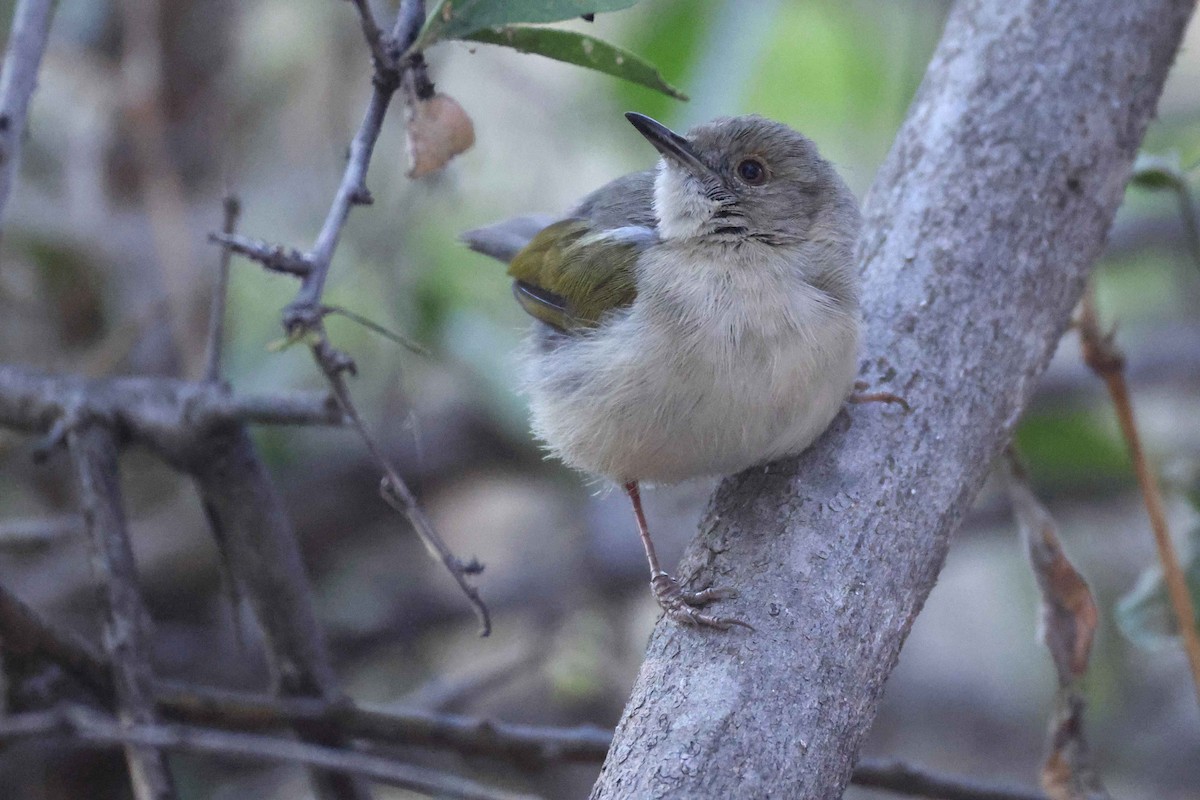 Camaróptera Baladora - ML646882807