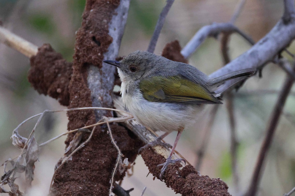 Camaróptera Baladora - ML646882808