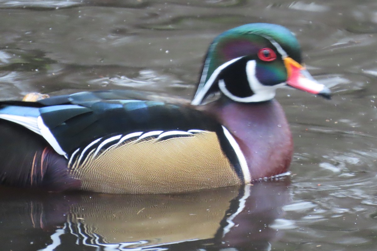 Pato Joyuyo - ML646882809