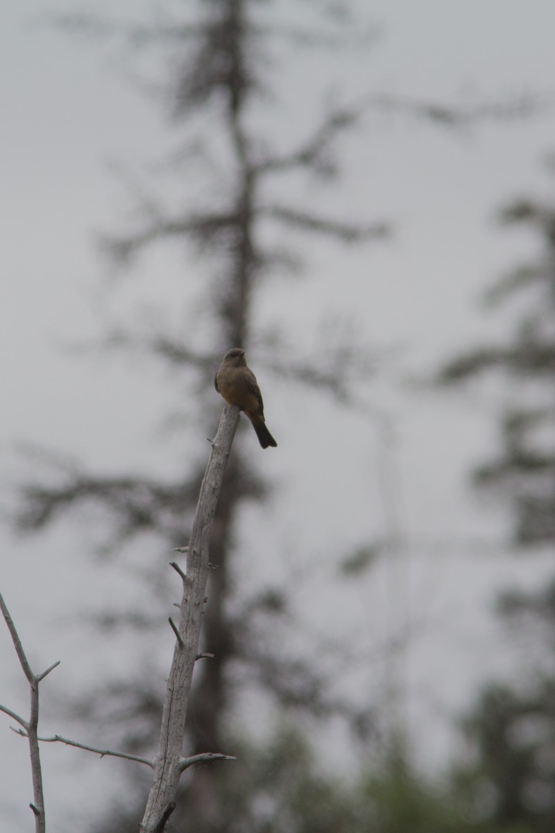 Say's Phoebe - Justin Saunders