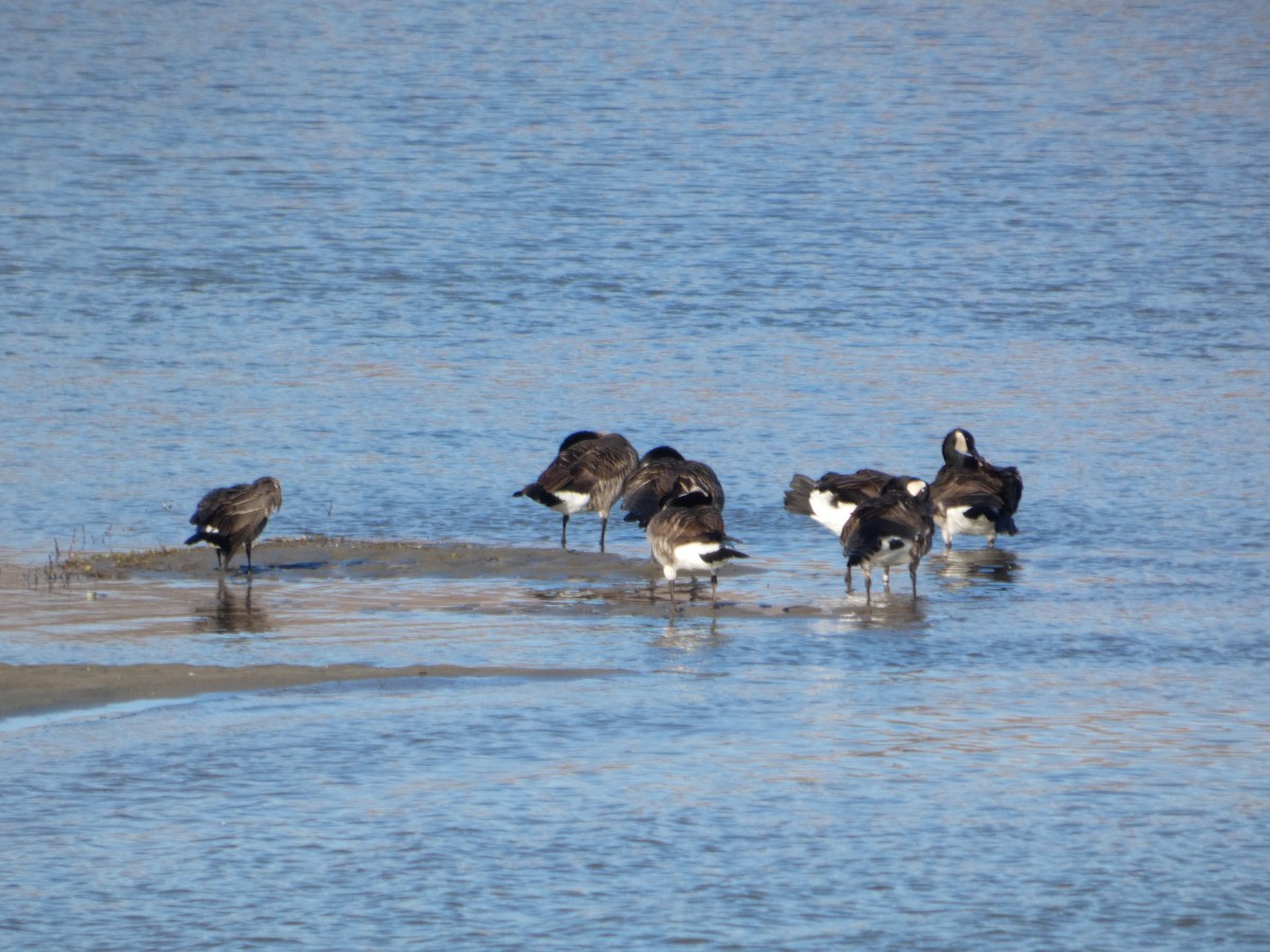 Barnacla Canadiense Grande - ML646882810