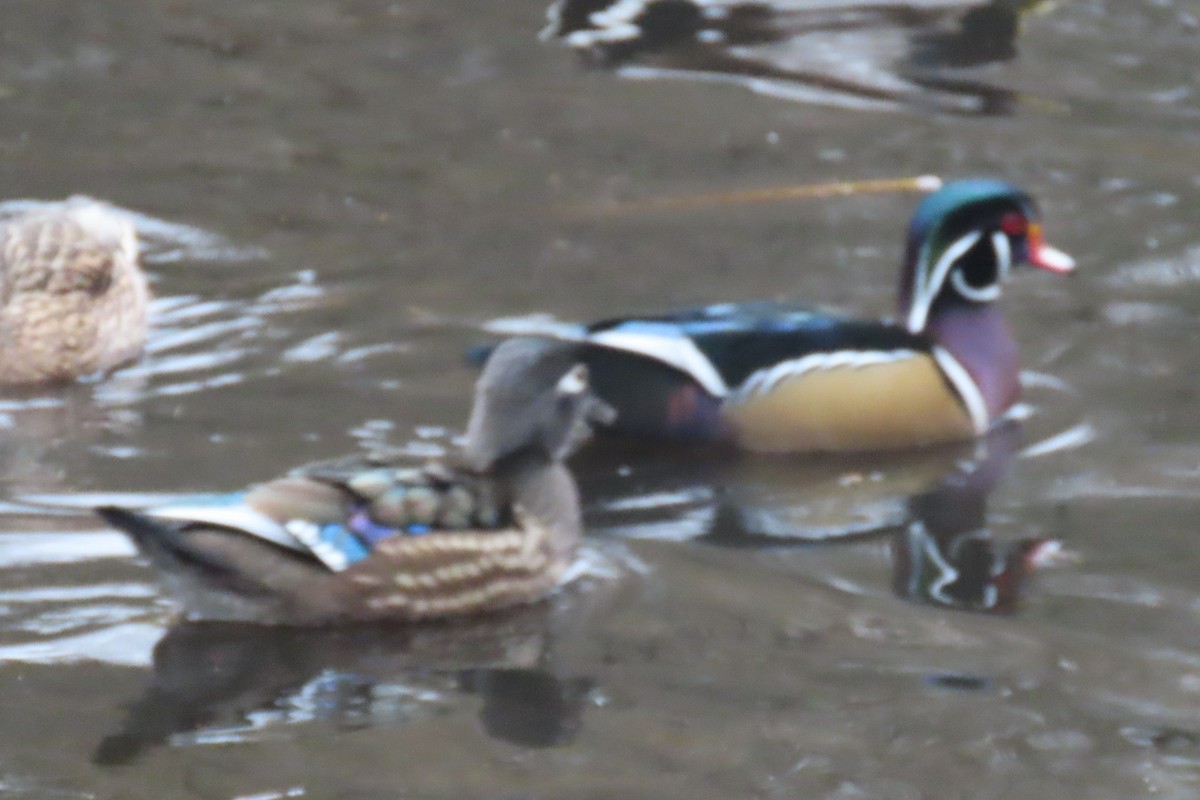 Pato Joyuyo - ML646882811