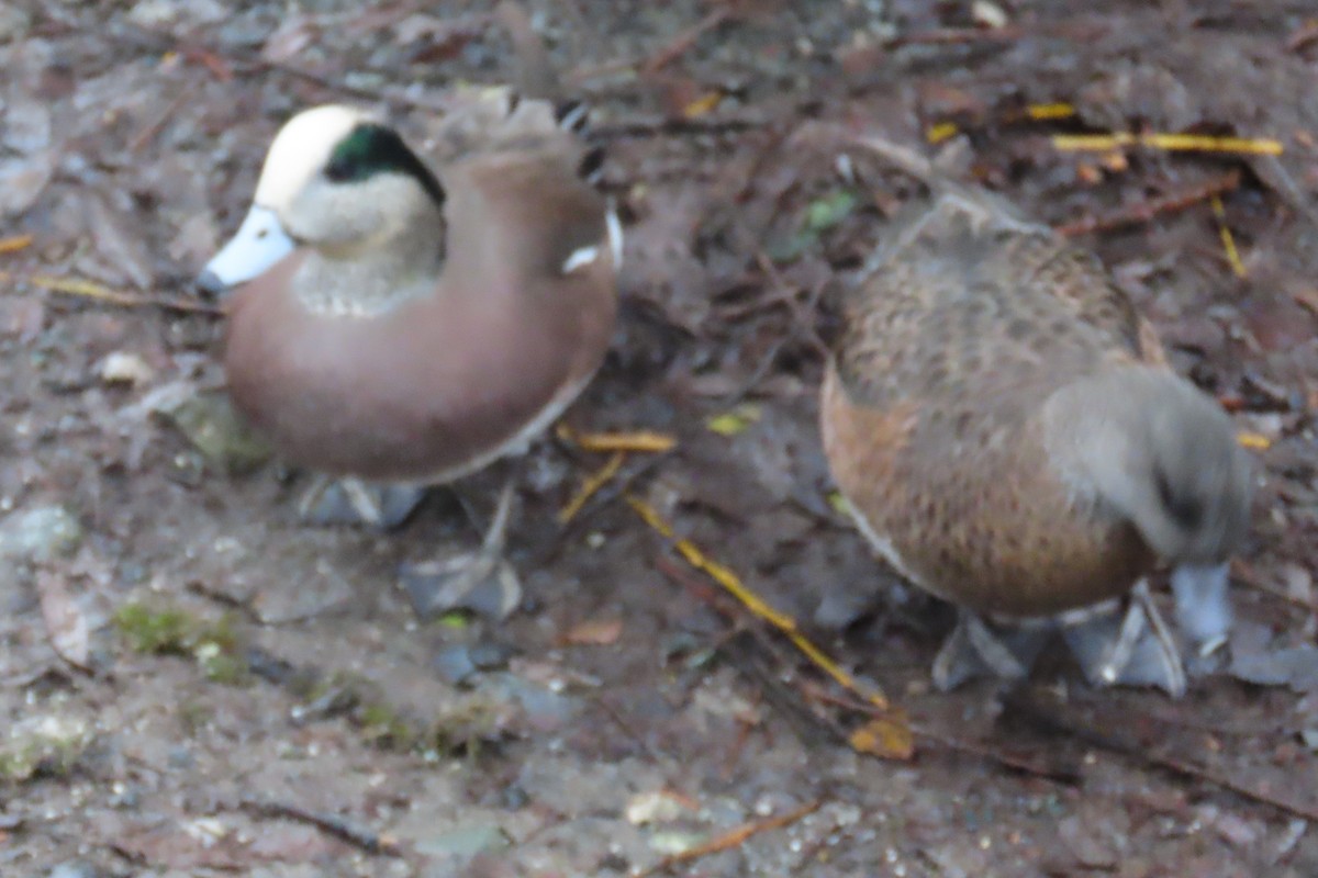 American Wigeon - ML646882812