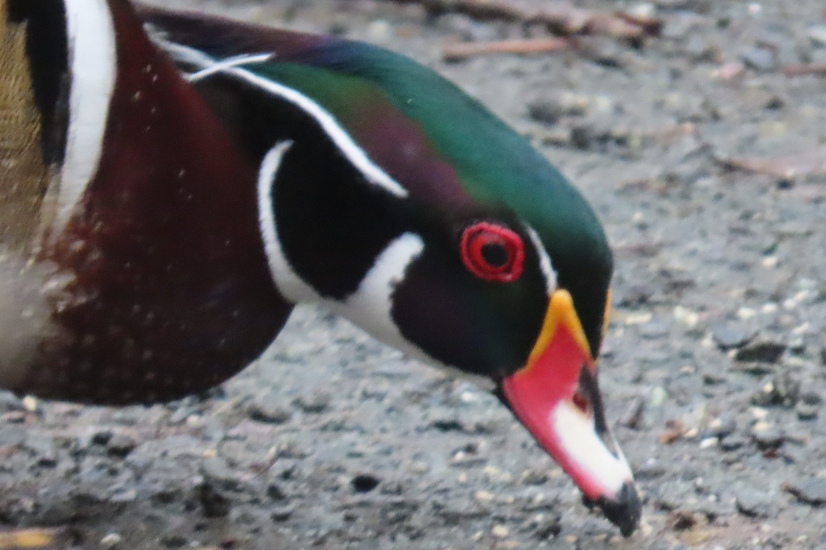 Wood Duck - ML646882816