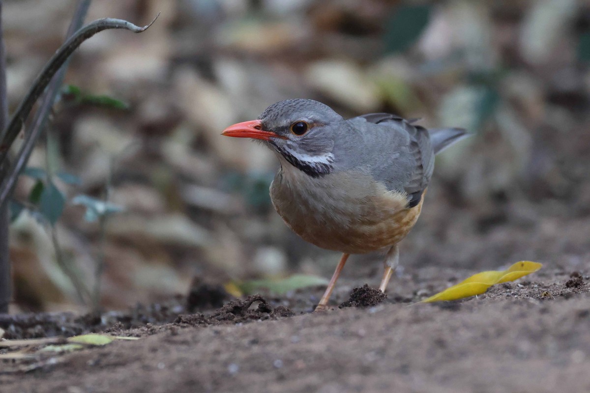 Kurrichane Thrush - ML646882824