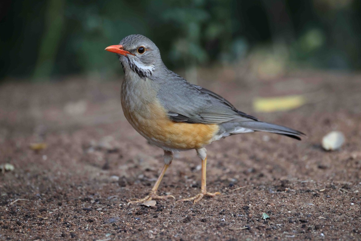 Kurrichane Thrush - ML646882825