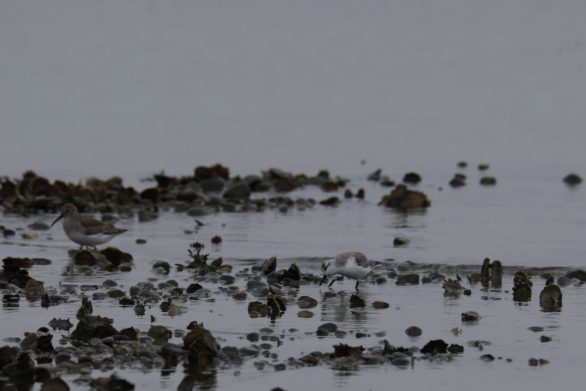 jespák písečný - ML646882828