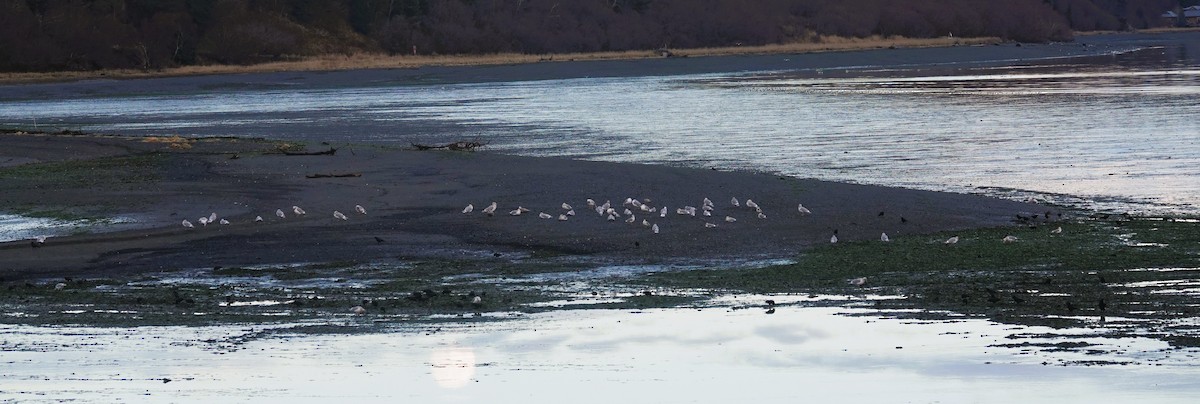 tanımsız Larinae sp. - ML646882832