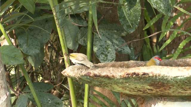 Brown Honeyeater - ML646882833