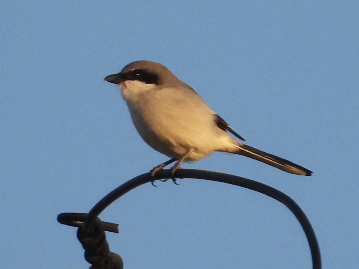 Amerika Örümcekkuşu - ML646882834