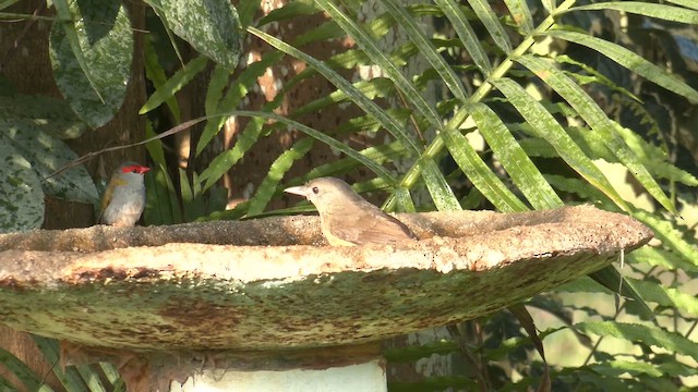 Little Shrikethrush (Rufous) - ML646882838