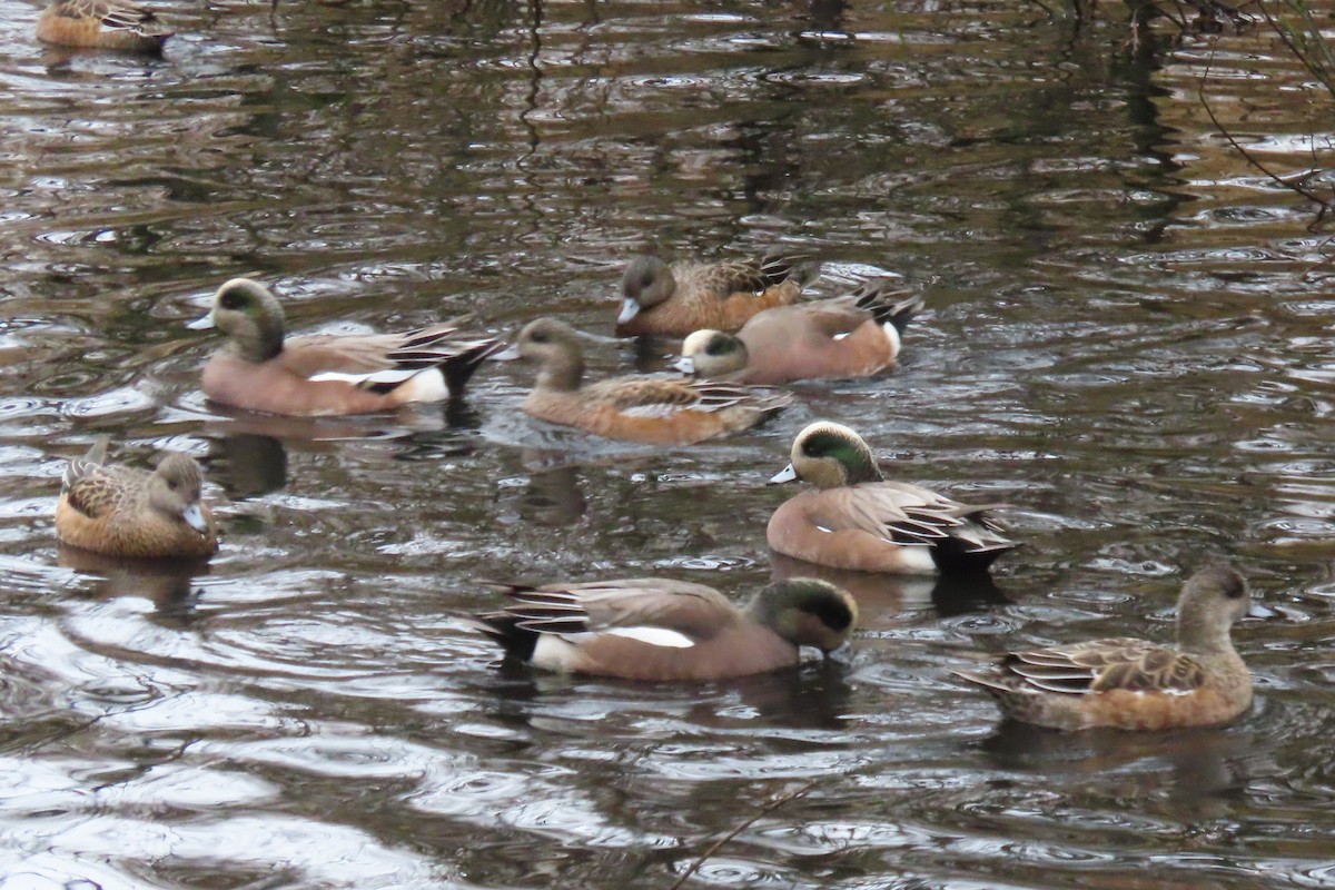 American Wigeon - ML646882839