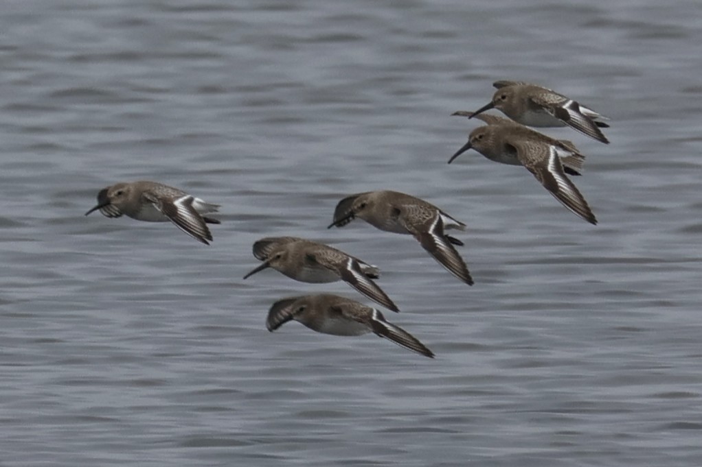 ハマシギ - ML646882840