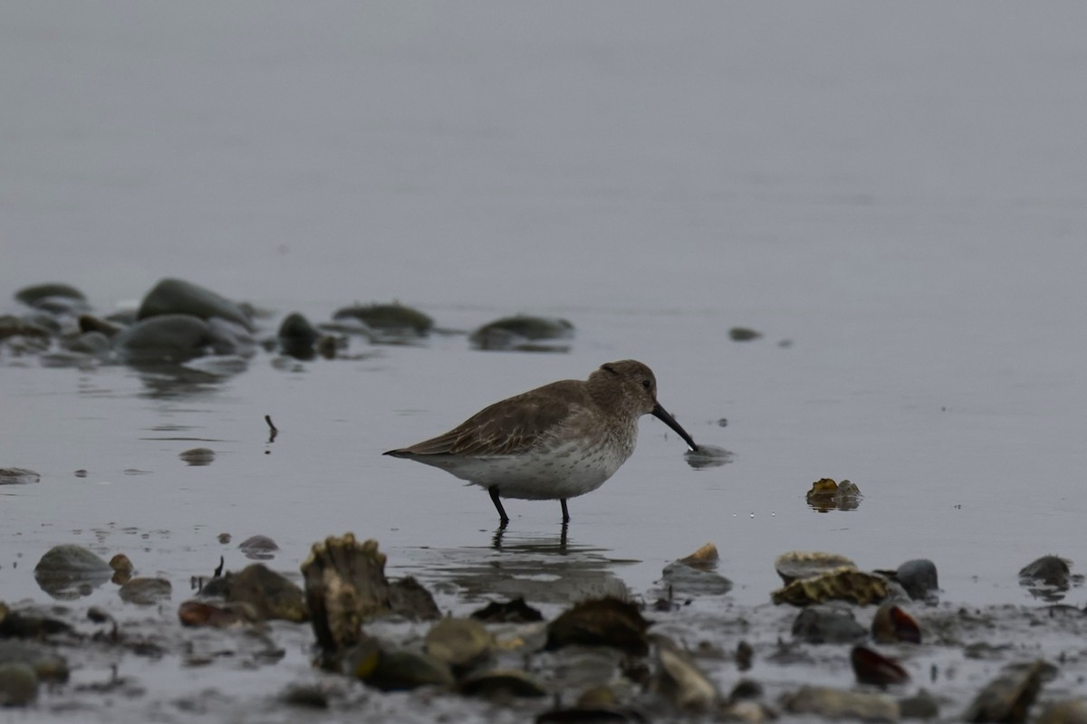 ハマシギ - ML646882842