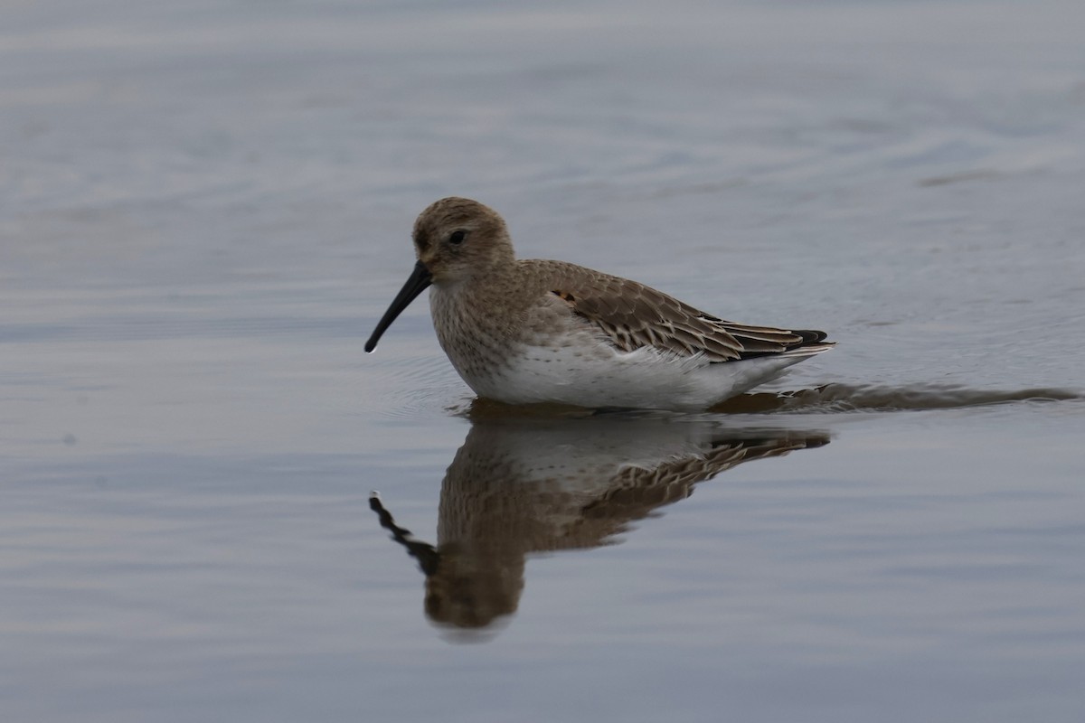 ハマシギ - ML646882843