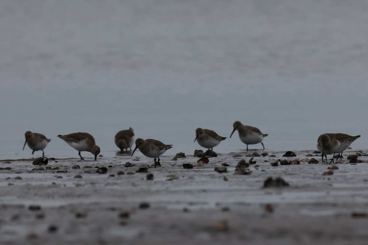 ハマシギ - ML646882844