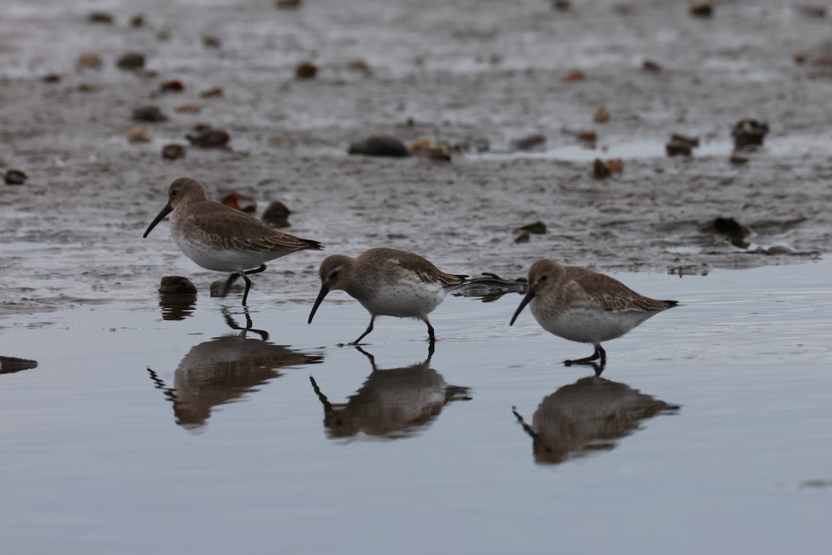 ハマシギ - ML646882845