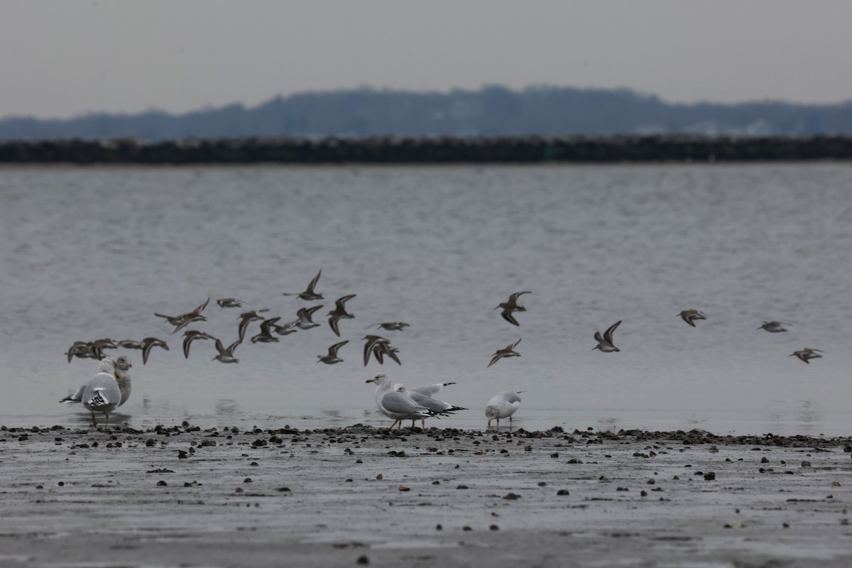 ハマシギ - ML646882846