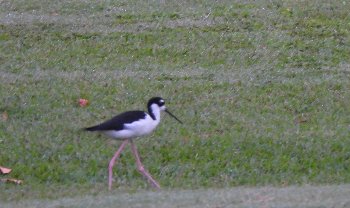 Black-necked Stilt - ML646882848