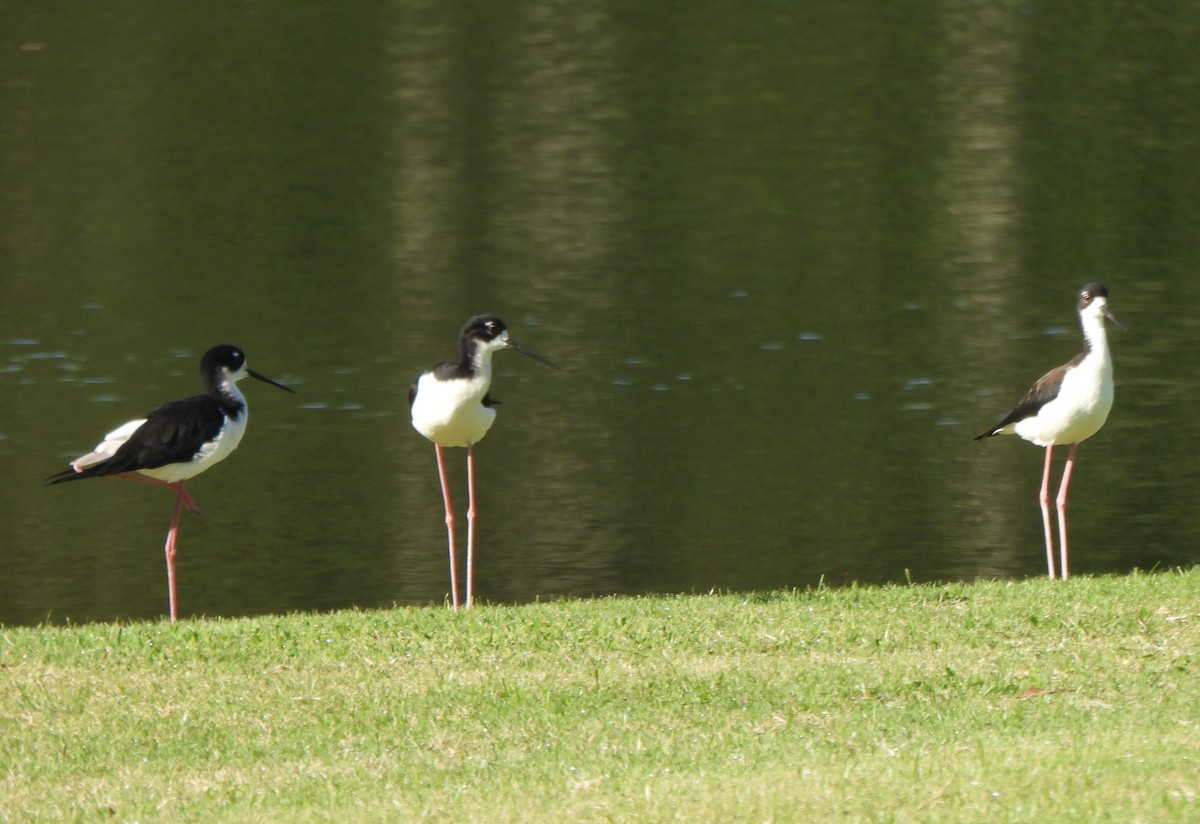 Black-necked Stilt - ML646882849