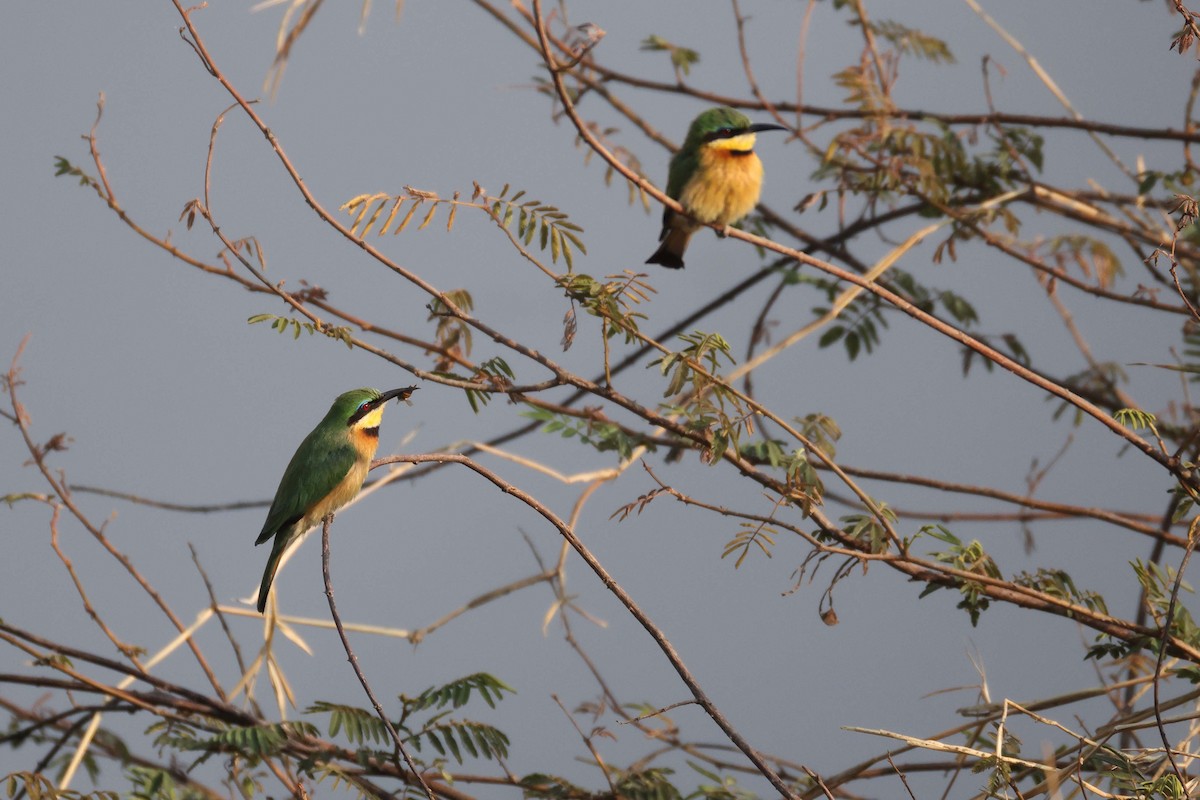 Little Bee-eater - ML646882851