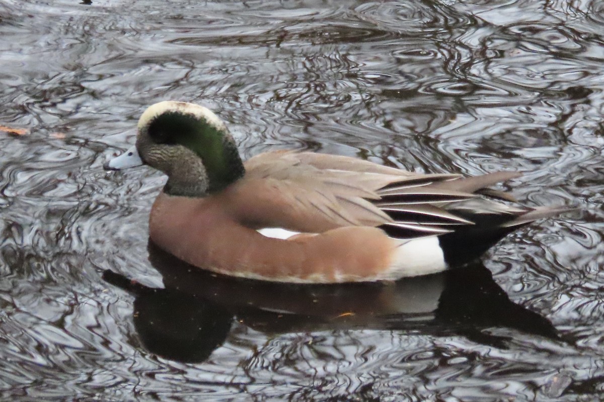 American Wigeon - ML646882852