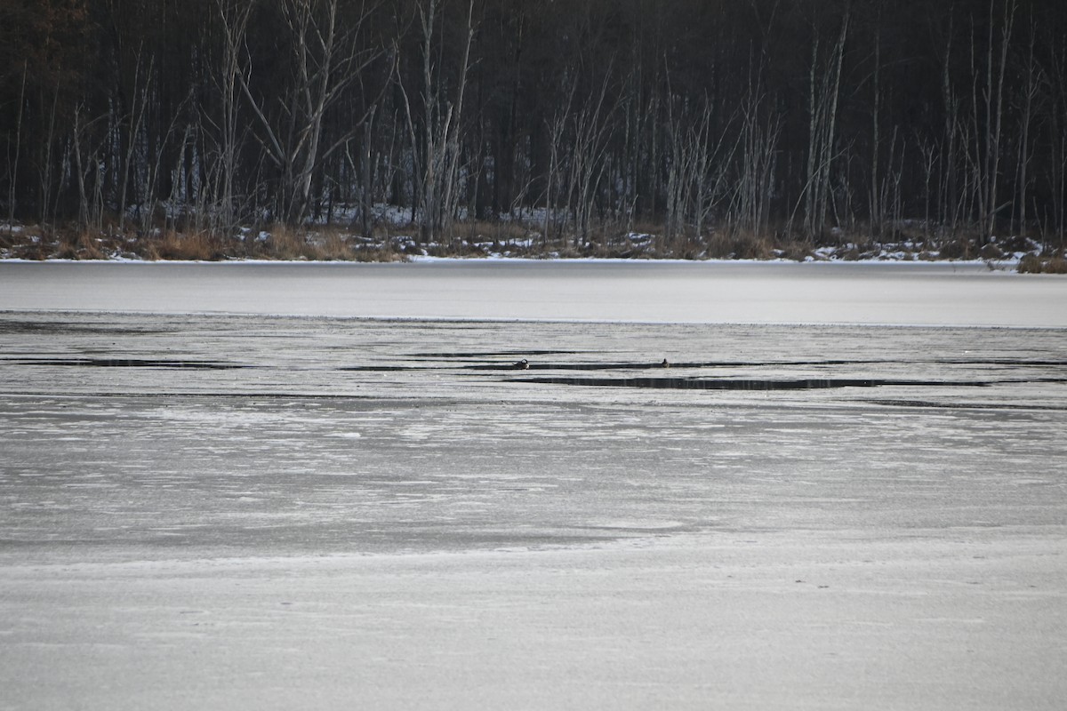Hooded Merganser - ML646882853