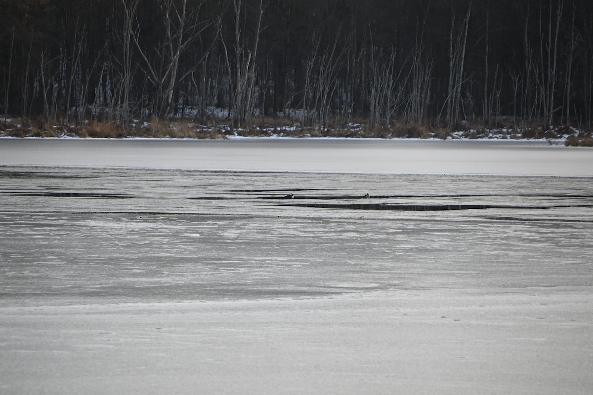 Hooded Merganser - ML646882854