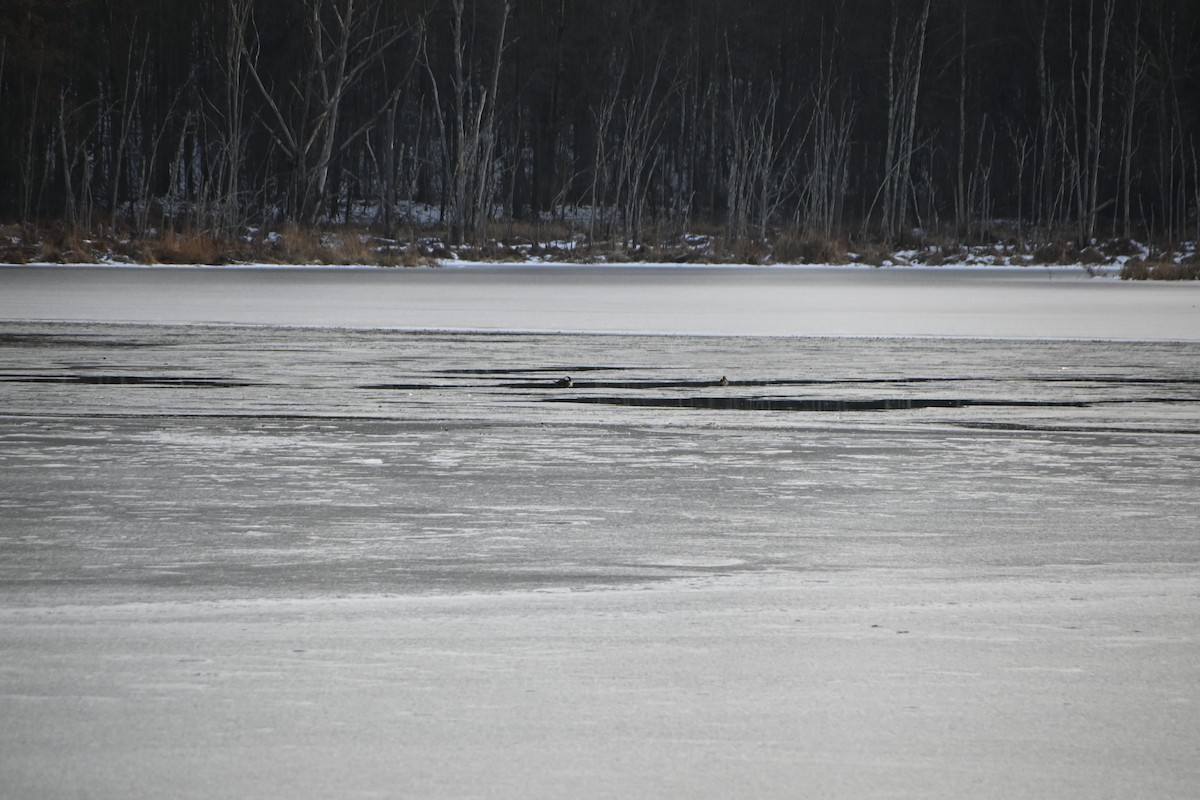 Hooded Merganser - ML646882855