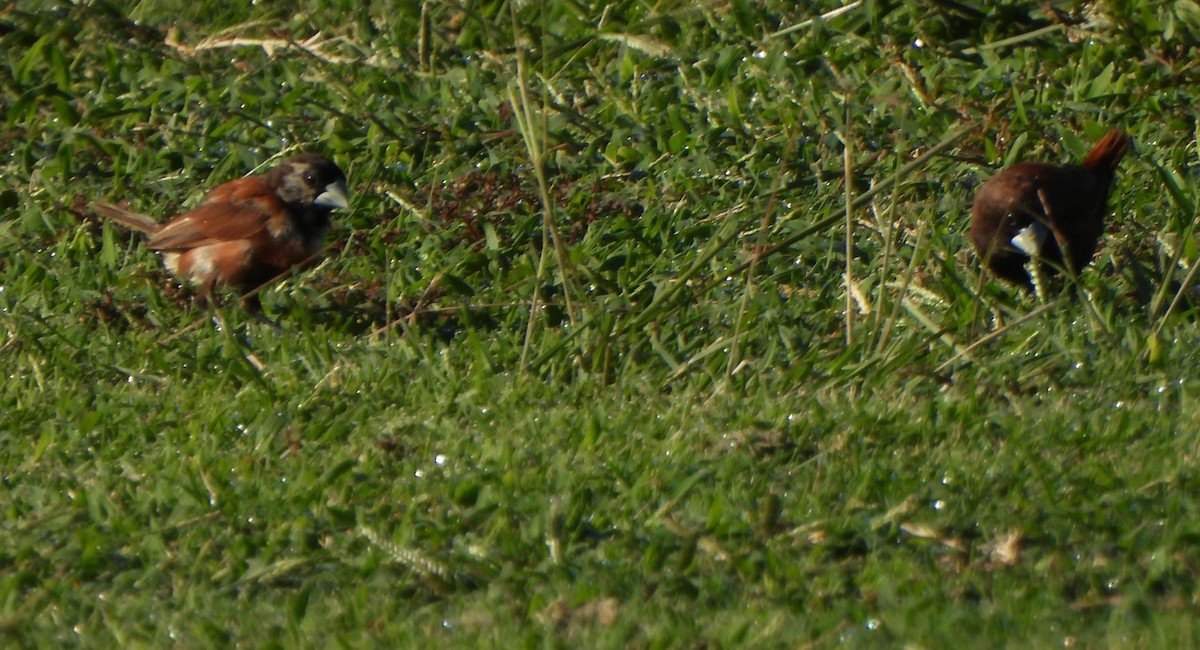 Chestnut Munia - ML646882856