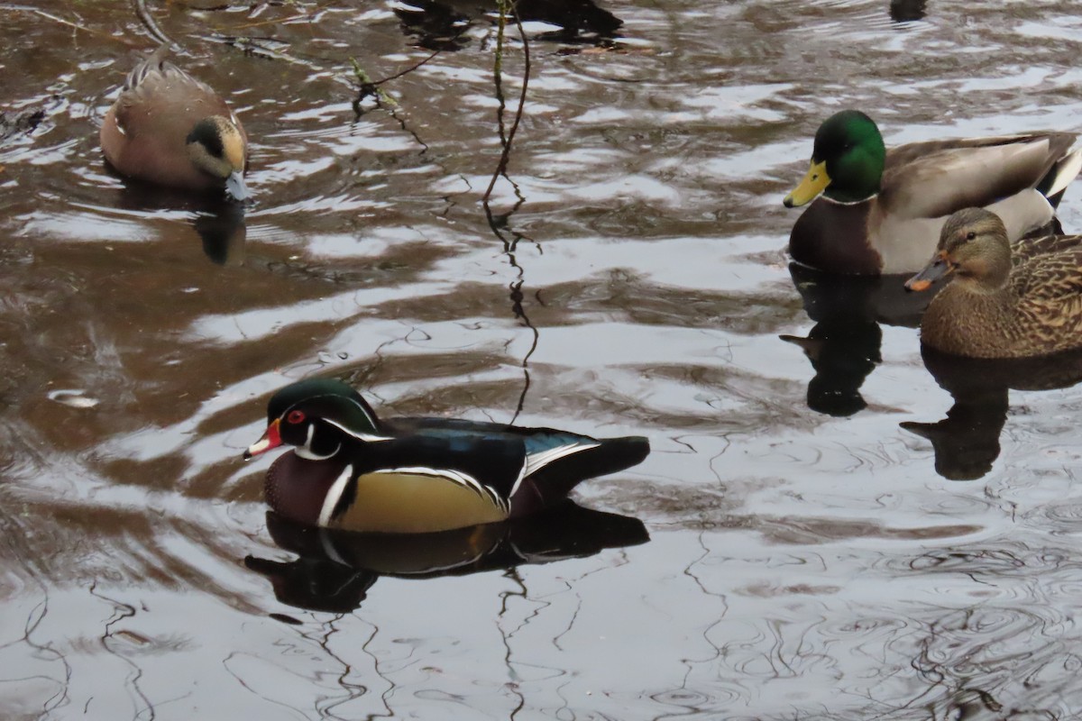 Wood Duck - ML646882857