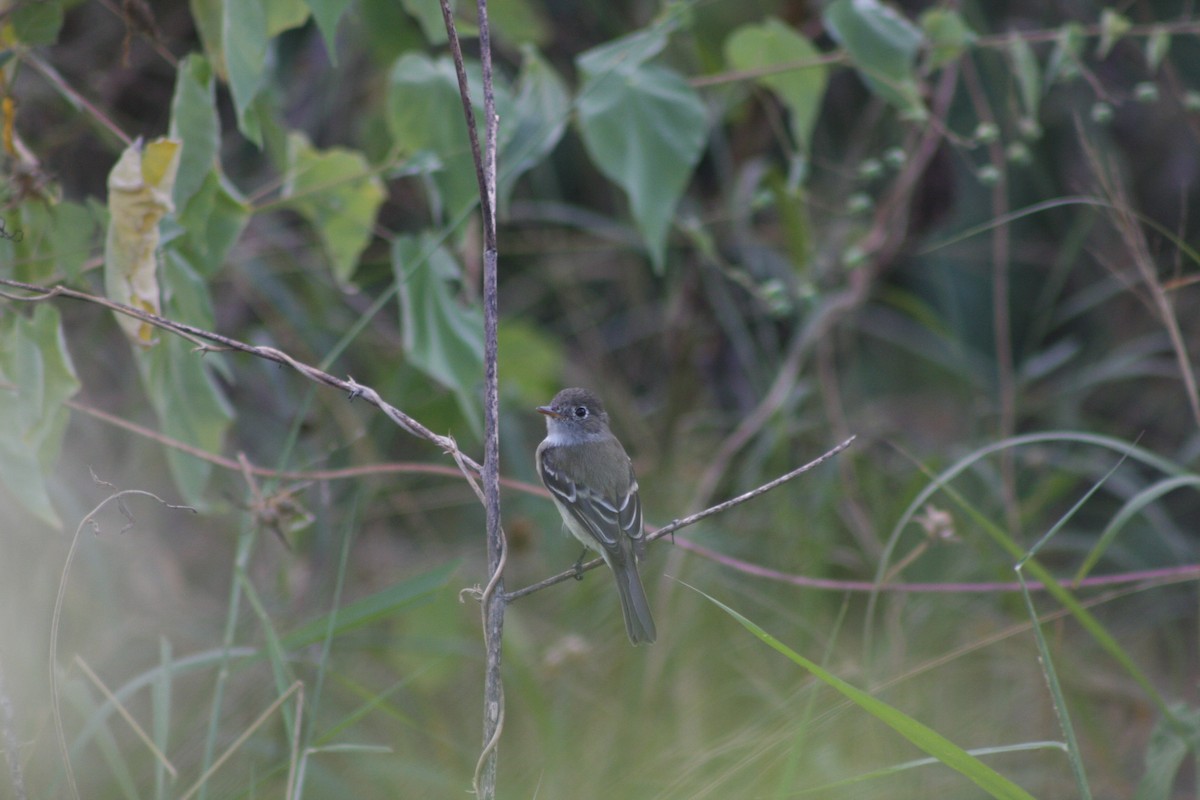 Least Flycatcher - ML646882858