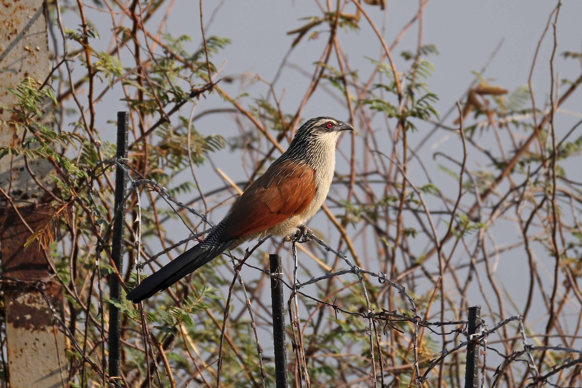 White-browed Coucal - ML646882859