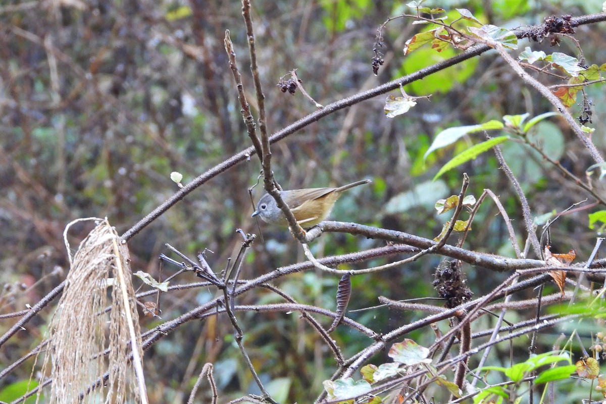 David's Fulvetta - ML646882860