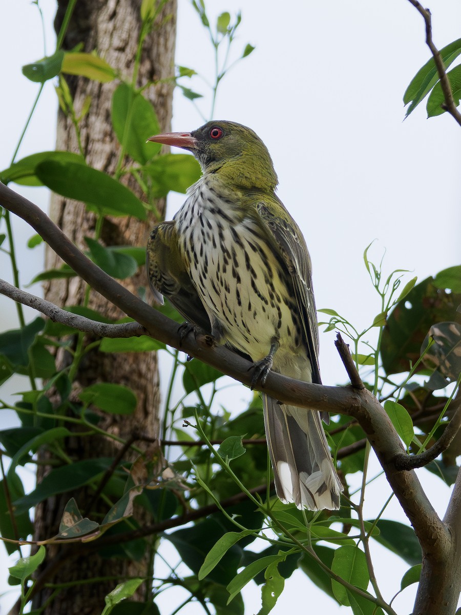 Olive-backed Oriole - ML646882861