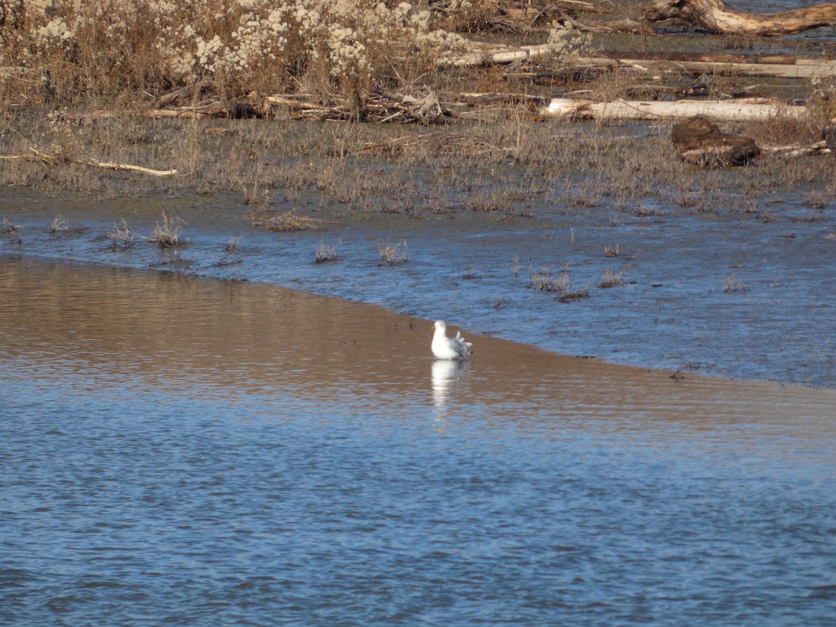Ring-billed Gull - ML646882862