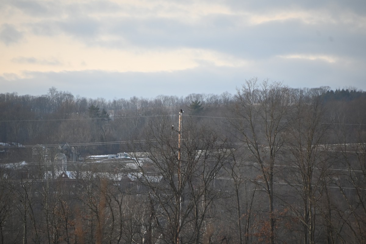 Bald Eagle - ML646882863