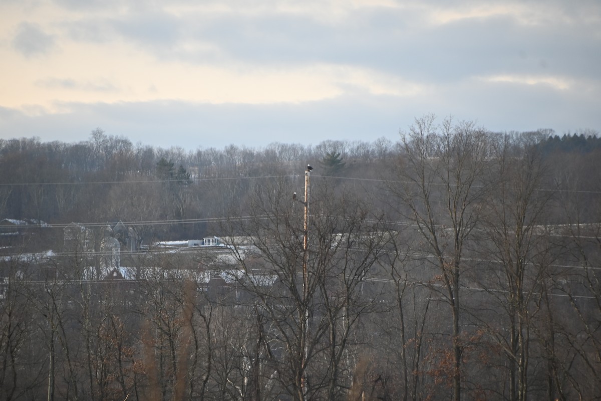 Bald Eagle - ML646882864